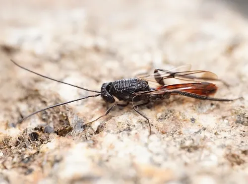 Ibalia leucospoides