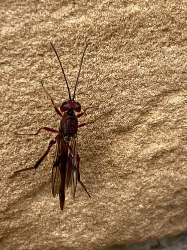 Ibalia montana