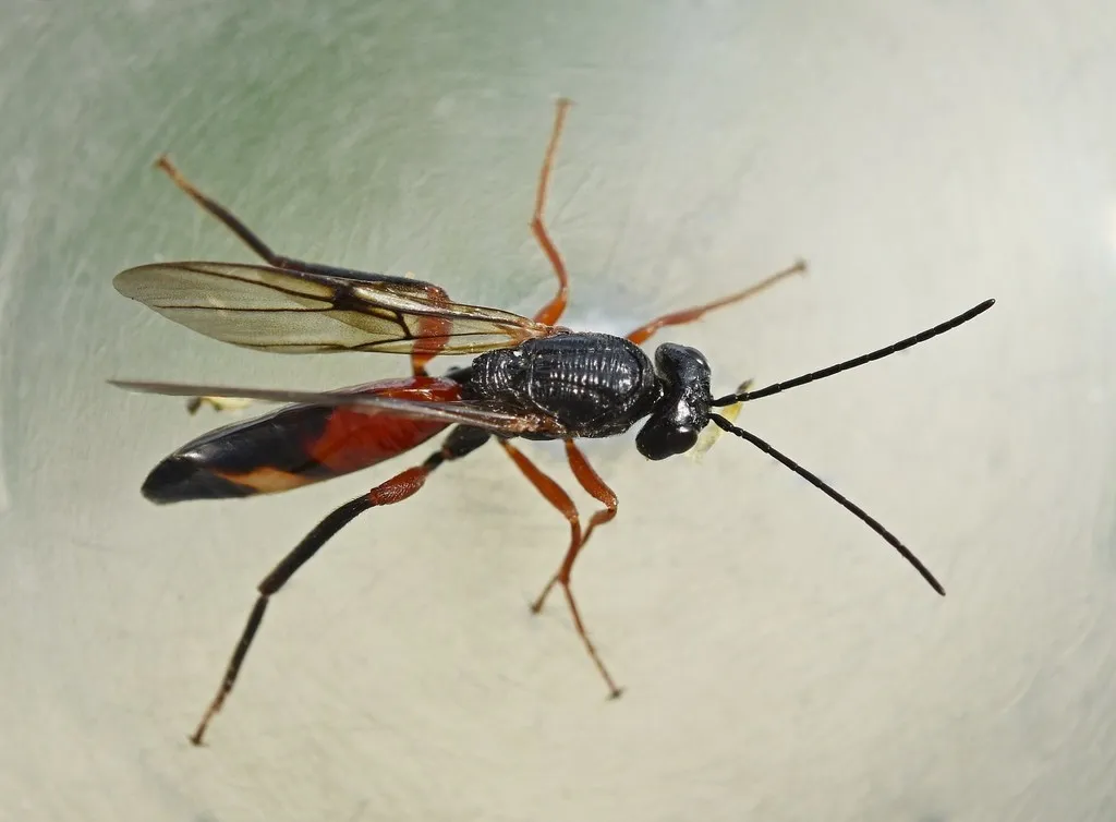 Ibalia rufipes - photo 2