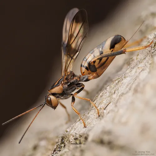 Ibaliid Wasps - photo 2