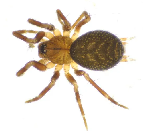 Iberina montana