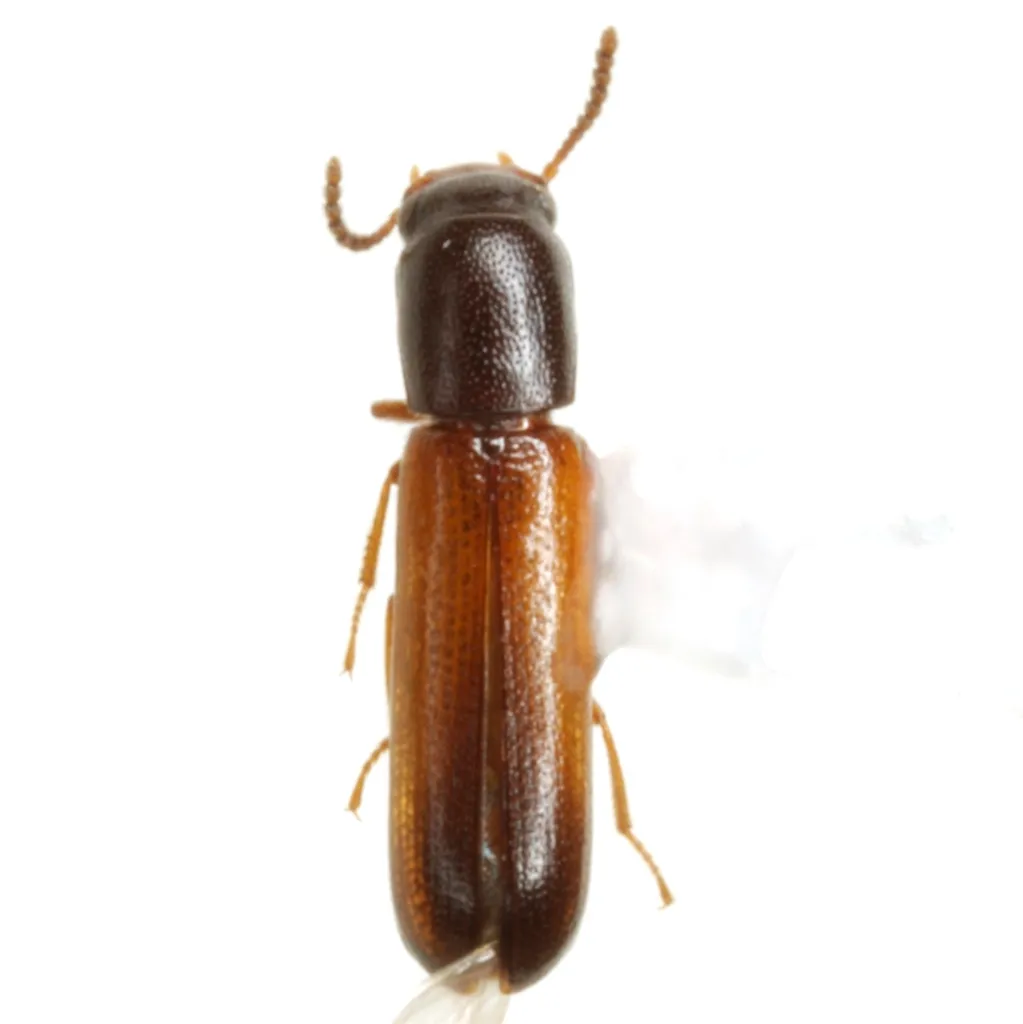 Iccius cylindricus - photo 2