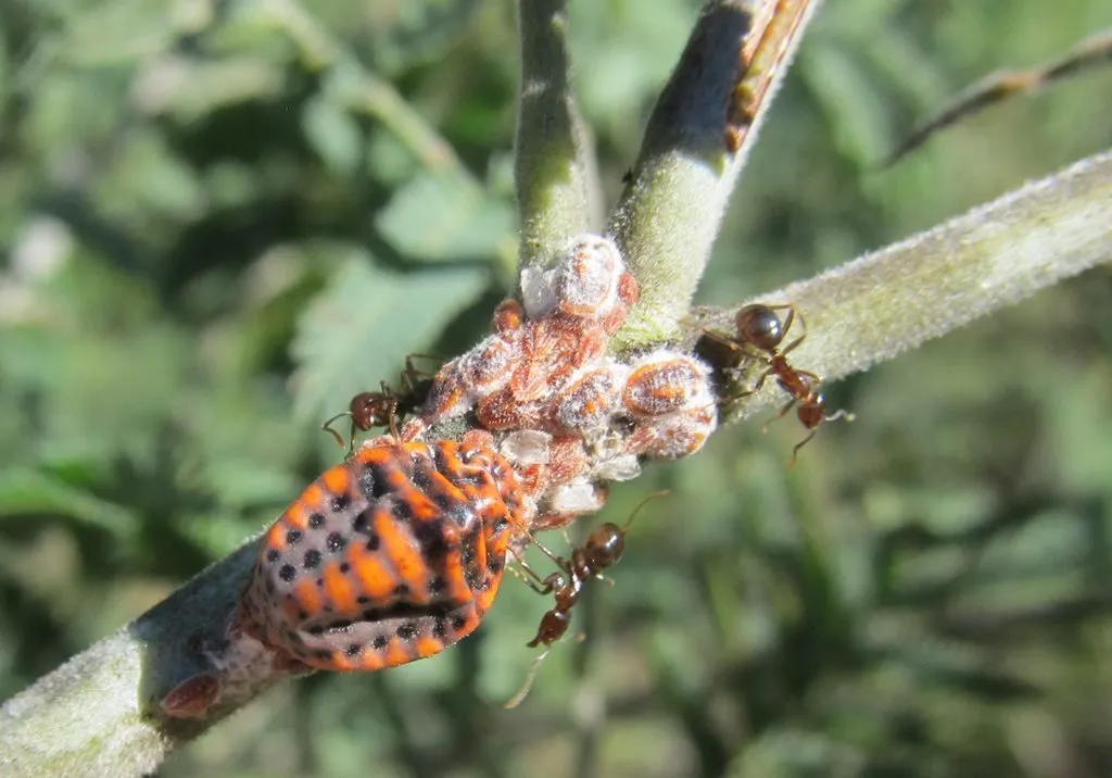 Icerya acaciae - photo 2
