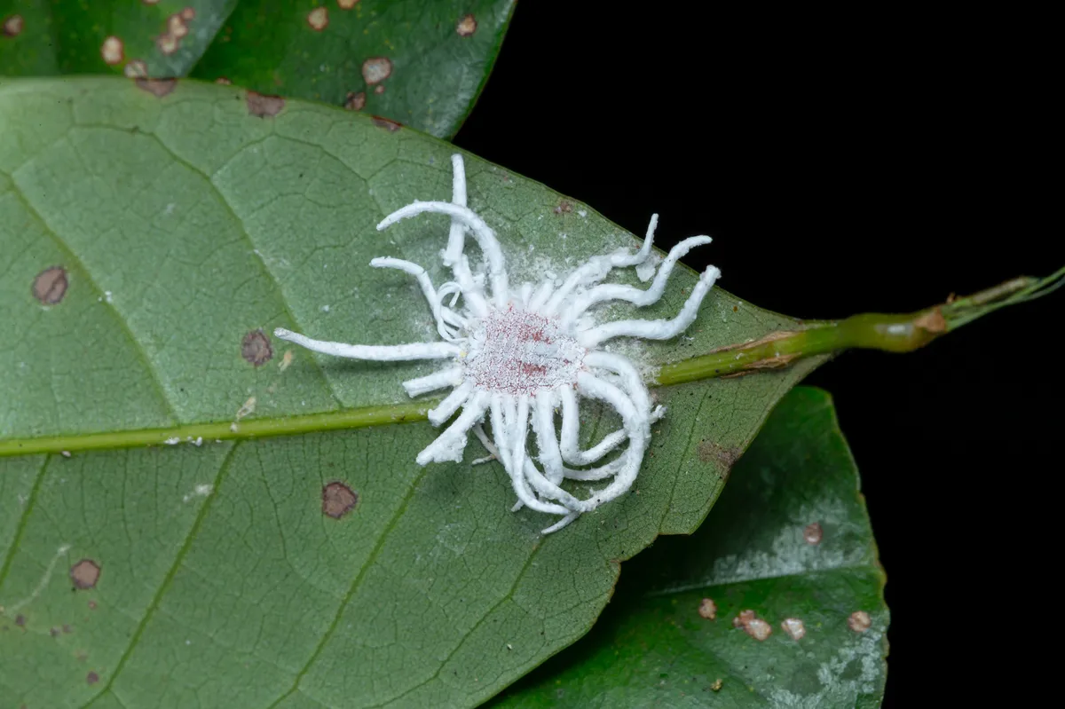breadfruit mealybug - photo 3
