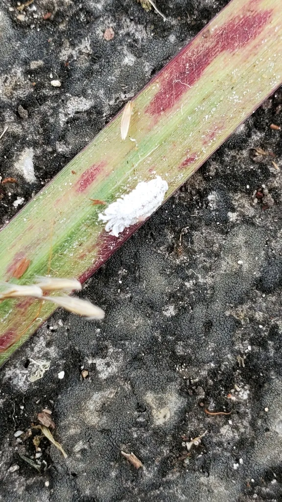 Icerya imperatae - photo 2