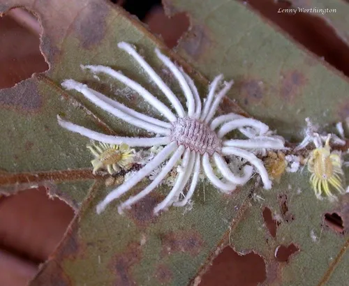 Jacobson's Giant Scale Insect