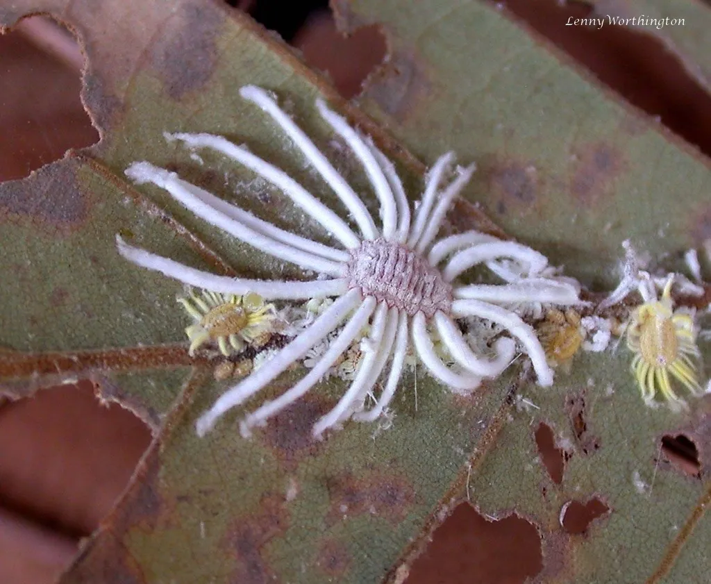 Jacobson's Giant Scale Insect - photo 2