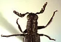 Ichnea aterrima - photo 2