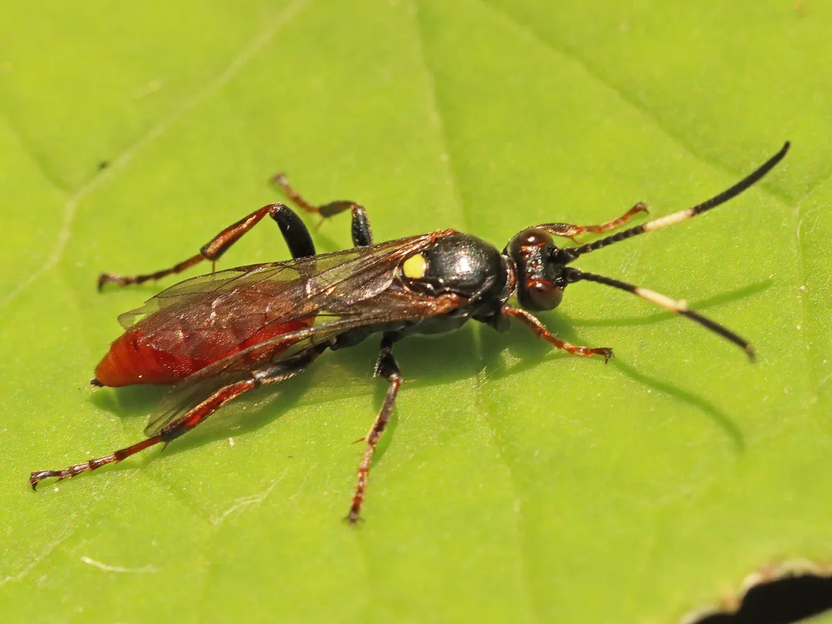 Ichneumon annulatorius - photo 3