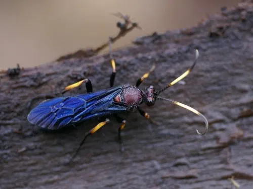 Ichneumon centrator