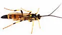 Ichneumon chasmodops