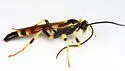 Ichneumon chasmodops - photo 2