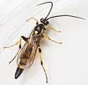 Ichneumon chasmodops - photo 3