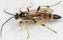 Ichneumon chasmodops - photo 4