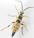 Ichneumon chasmodops - photo 5