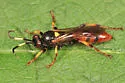 Ichneumon clasma