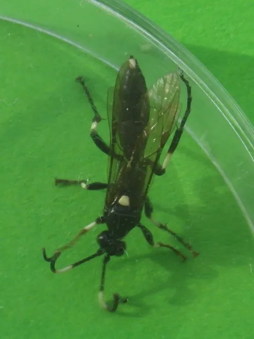 Ichneumon deliratorius