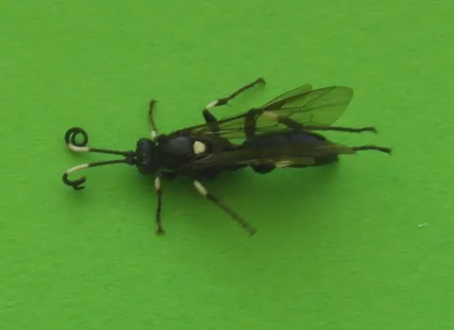 Ichneumon deliratorius - photo 2