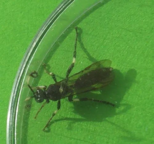 Ichneumon deliratorius - photo 3