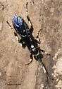 Ichneumon devinctor