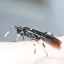 Ichneumon devinctor - photo 2