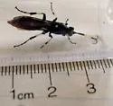 Ichneumon devinctor - photo 3