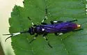 Ichneumon devinctor - photo 4