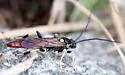 Ichneumon devinctor - photo 5