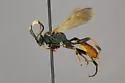 Ichneumon dionymus