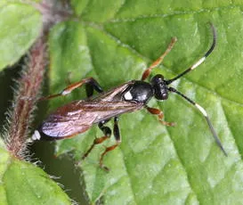 Ichneumon extensorius