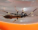 Ichneumon feralis - photo 3