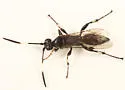 Ichneumon feralis - photo 4