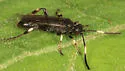 Ichneumon feralis - photo 5