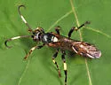 Ichneumon feriens - photo 2