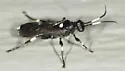Ichneumon feriens - photo 3