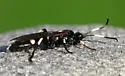 Ichneumon feriens - photo 4