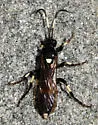 Ichneumon feriens - photo 5