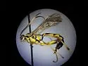 Ichneumon fuscifrons