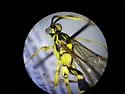 Ichneumon fuscifrons - photo 2