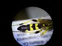 Ichneumon fuscifrons - photo 3