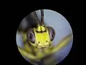 Ichneumon fuscifrons - photo 4
