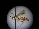 Ichneumon fuscifrons - photo 5