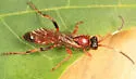 Ichneumon lacrymans