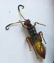 Ichneumon laetus