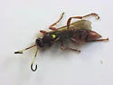 Ichneumon laetus - photo 2