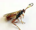 Ichneumon laetus - photo 3