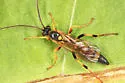 Ichneumon laetus - photo 4