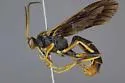 Ichneumon lewisii