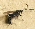 Ichneumon mendax - Ichneumon mendax