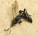 Ichneumon mendax - photo 2